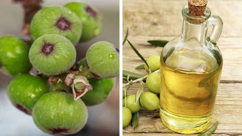 chữa đau dạ dày bằng quả sung