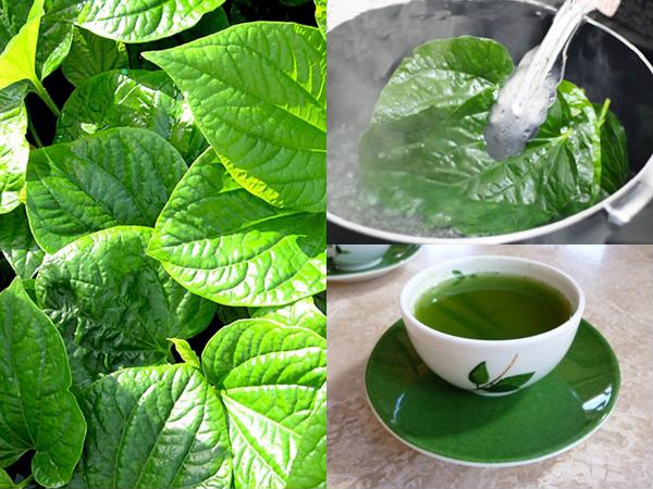 chữa đau khớp gối bằng lá lốt