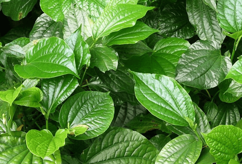 chữa đau khớp gối bằng lá lốt