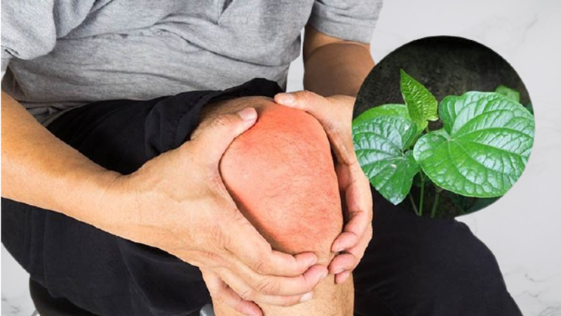 chữa đau khớp gối bằng lá lốt