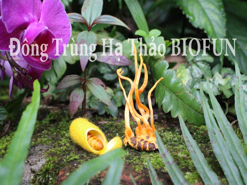 Đông Trùng Hạ Thảo BIOFUN