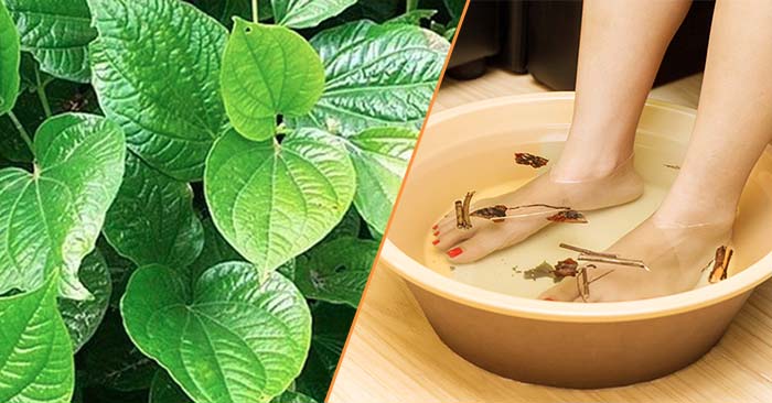 chữa đau khớp gối bằng lá lốt