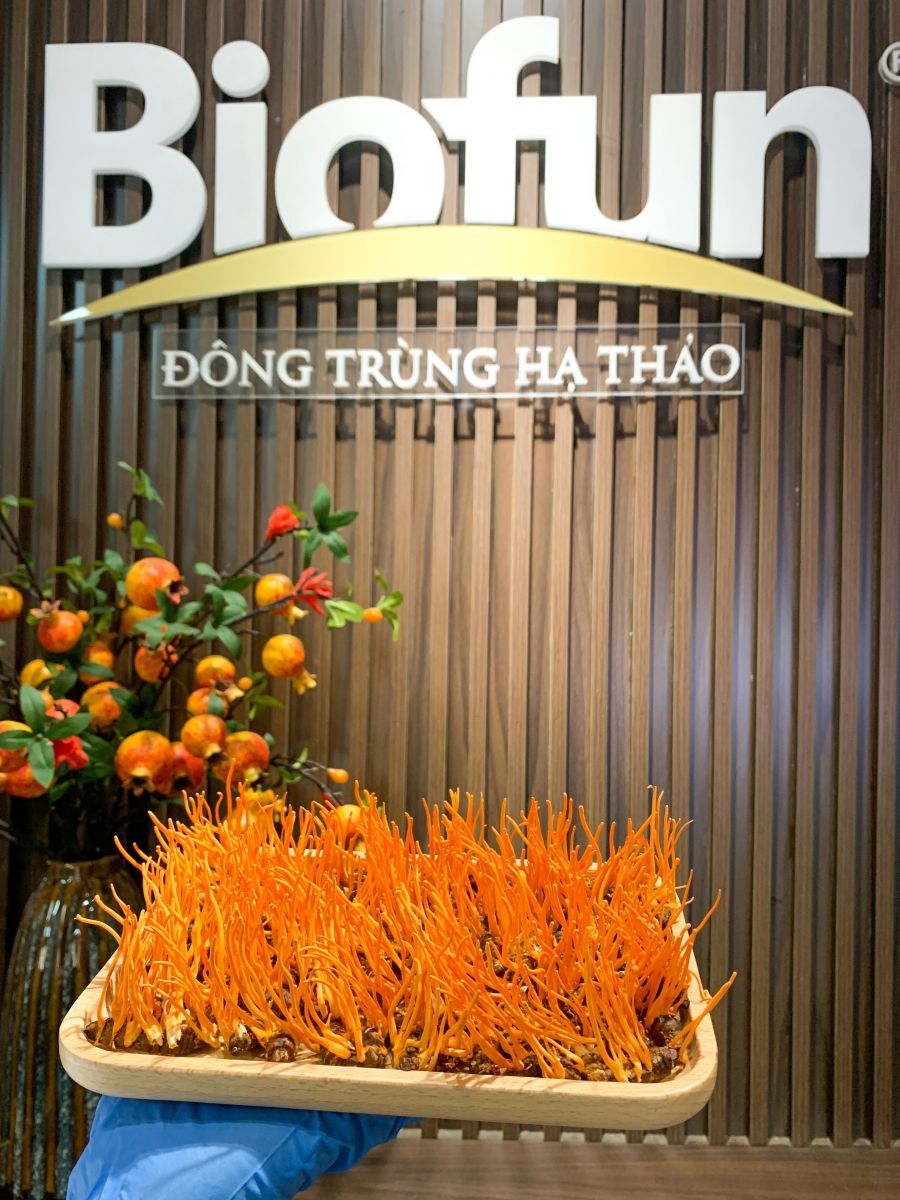 đông trùng hạ thảo