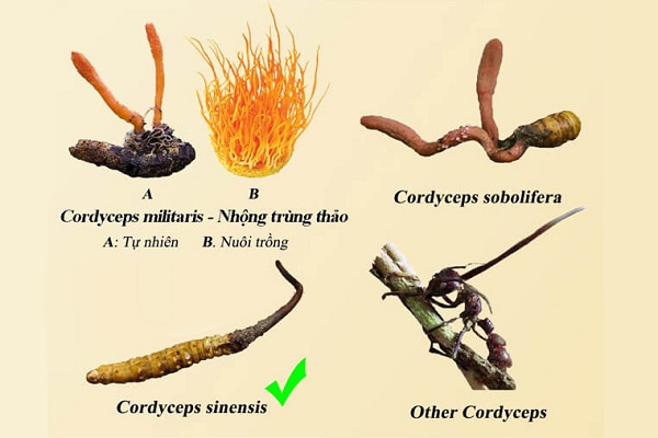 Đông Trùng Hạ Thảo Sinh Khối Tươi Nguyên Sợi-1