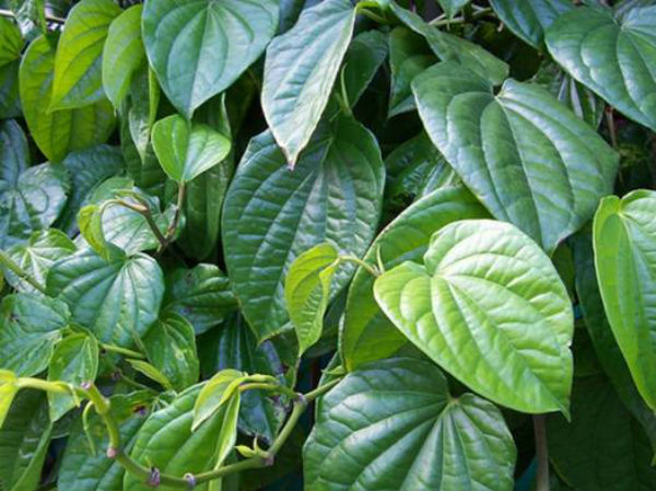 chữa bệnh gout