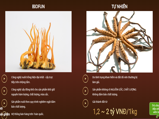 Đông Trùng Hạ Thảo Tự Nhiên & Đông Trùng Hạ Thảo Nhân Tạo
