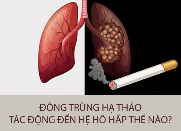 ĐÔNG TRÙNG HẠ THẢO CÓ TÁC DỤNG THẾ NÀO ĐỔI VỚI PHỔI VÀ HỆ HÔ HẤP?
