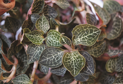 Anoectochilus – The “Golden Herb” of Vietnamese Forests