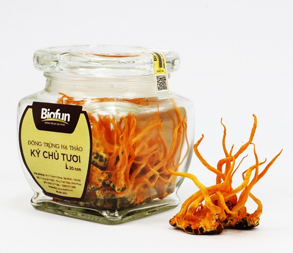 生冬虫夏草（カイコ幼虫）- 20匹